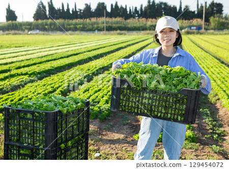 Cheerful young asian female worker holding box of green lettuce on field 129454072