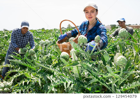 Caucasian woman plantation worker picking artichokes on vegetable field 129454079