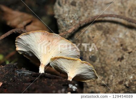 白川菇、後菌褶和整個菌柄（自然環境中的菌類和菇類的微距攝影） 129454089