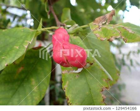 Red fruit of magnolia kobus 129454166