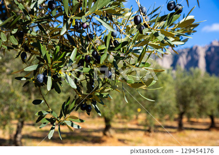 Ripe black olives on tree branches 129454176