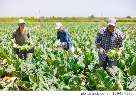Man farmer harvesting cauliflower at field plantation 129454183