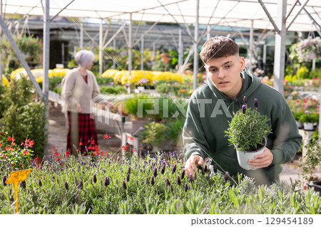 Guy touch and mesmerized by dense and thick rich inflorescences of decorative half-shrub lavender 129454189
