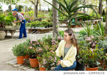Female customer admiring blossoming Rhaphiolepis indica Springtime in garden center Female customer admiring blossoming Rhaphiolepis indica Springtime in garden center 129454218