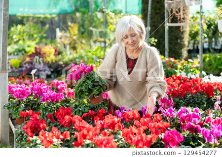Elderly woman choosing cyclamen in flower shop Elderly woman choosing cyclamen in flower shop 129454277