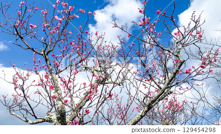 Plum blossoms at Tokiwa Park in Ube City Plum blossoms at Tokiwa Park in Ube City 129454298