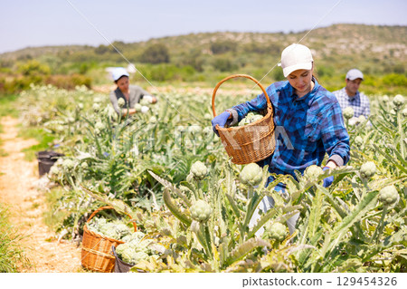 Woman plantation worker holding artichokes in hands. Her co-worker harvetsting artichokes Woman plantation worker holding artichokes in hands. Her co-worker harvetsting artichokes 129454326