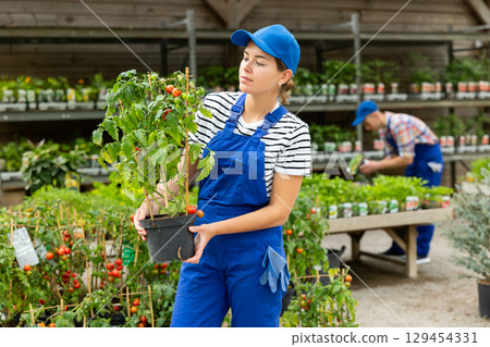 Smiling female garden center employee presenting potted tomato plant 129454331