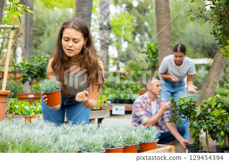 Female shopper choosing potted Helichrysum tianschanicum at garden center Female shopper choosing potted Helichrysum tianschanicum at garden center 129454394