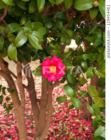 A single camellia blooming in a winter park 129454461