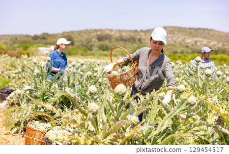 Asian woman plantation worker picking artichokes on vegetable field 129454517
