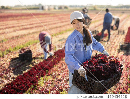 Young asian woman carries box of fresh red lettuce crops in farmer field Young asian woman carries box of fresh red lettuce crops in farmer field 129454528