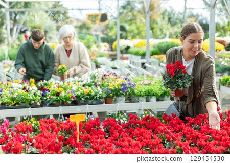 Young woman choosing cyclamen in flower shop Young woman choosing cyclamen in flower shop 129454530