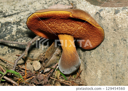 A full side view of the delicious looking Dorayaki-like Koganeyamadori mushroom (macro photography of natural fungal mushrooms) 129454560