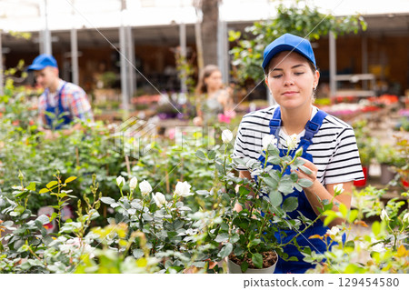 Female garden store employee examining potted rose bushes 129454580