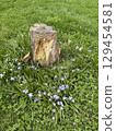 CHIONODOXA 129454581