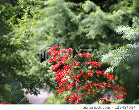 一隻黑燕尾蝶停在蜀葵上吸吮花蜜（鮮紅色的花朵和黑燕尾蝶） 129454584