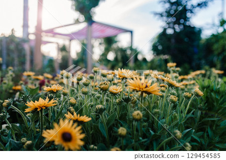 Yellow rudbeckia flowers blooming in summer garden center. 129454585