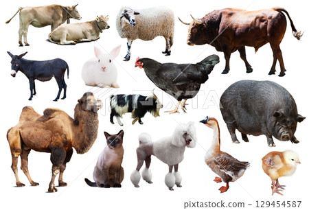 domestic animals collection 129454587