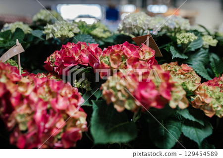 Blooming pink hydrangeas in flower shop. 129454589