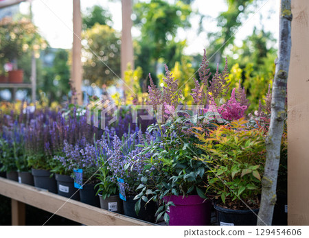 Rows of blooming flowers and plants in outdoor garden centre. 129454606