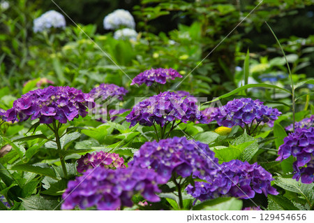 Hydrangeas in full bloom Hydrangeas in full bloom 129454656
