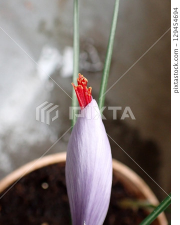 藏紅花芽 129454694