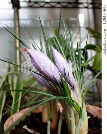 藏紅花芽 藏紅花芽 129454695