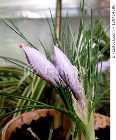 藏紅花芽 藏紅花芽 129454696