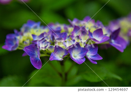 盛開的繡球花 盛開的繡球花 129454697