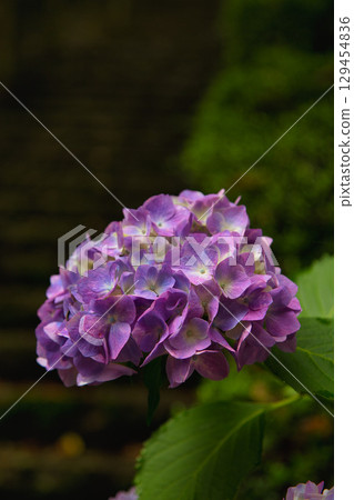 Hydrangeas in full bloom 129454836