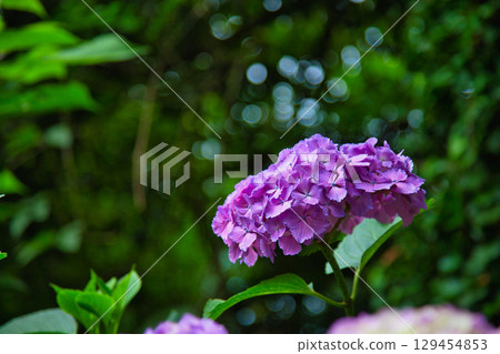 Hydrangeas in full bloom Hydrangeas in full bloom 129454853