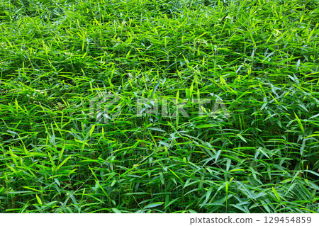 Hydrangeas in full bloom 129454859
