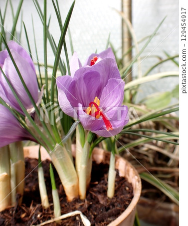 Saffron flower Saffron flower 129454917