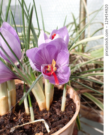 Saffron flower Saffron flower 129454920