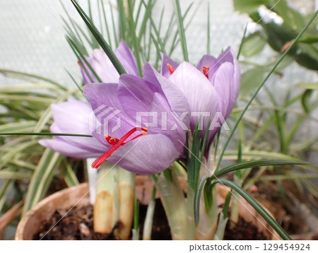 Saffron flower Saffron flower 129454924