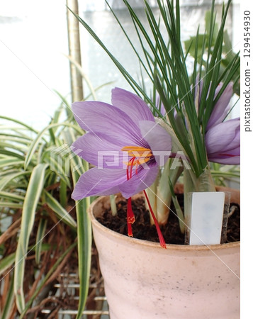 Saffron flower Saffron flower 129454930