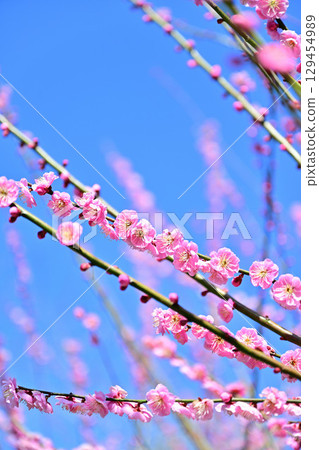 Kanajojuan Plum Grove in the Village of Longevity Kanajojuan Plum Grove in the Village of Longevity 129454989