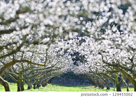 長壽村的卡納喬胡安梅林 129455002