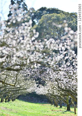 長壽村的卡納喬胡安梅林 129455003