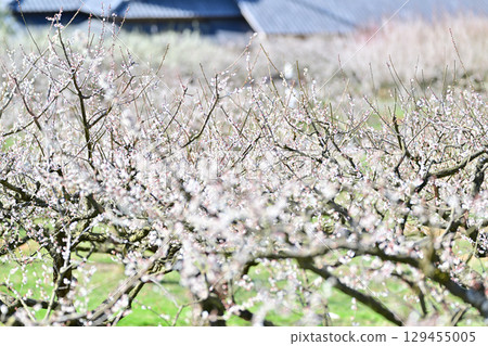 Kanajojuan Plum Grove in the Village of Longevity 129455005