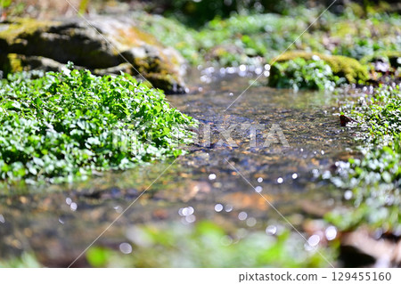 Sparkling clear stream Sparkling clear stream 129455160
