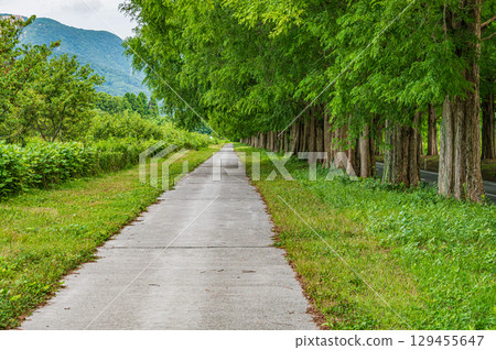 滋賀縣高島市牧野町一排水杉 滋賀縣高島市牧野町一排水杉 129455647