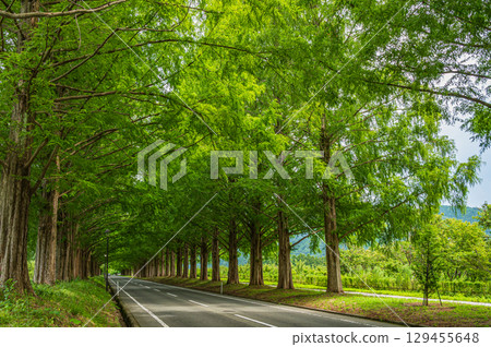 滋賀縣高島市牧野町一排水杉 129455648