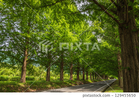 滋賀縣高島市牧野町一排水杉 129455650