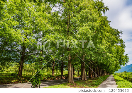 A row of Metasequoias trees, Makino Town, Takashima City, Shiga Prefecture A row of Metasequoias trees, Makino Town, Takashima City, Shiga Prefecture 129455653