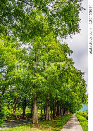 滋賀縣高島市牧野町一排水杉 129455654