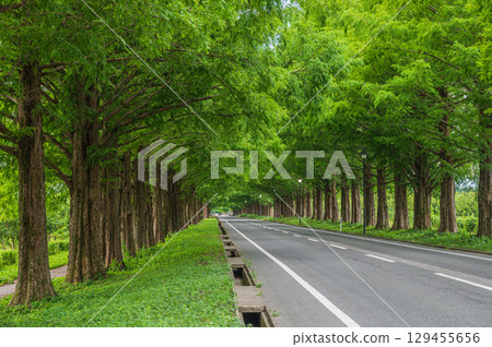 滋賀縣高島市牧野町一排水杉 滋賀縣高島市牧野町一排水杉 129455656