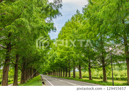 滋賀縣高島市牧野町一排水杉 滋賀縣高島市牧野町一排水杉 129455657