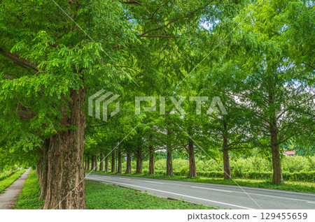 滋賀縣高島市牧野町一排水杉 129455659